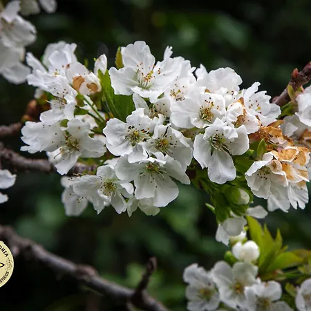 At La Abuela Antonia-el Gurugu Appartement Torre de Don Miguel